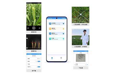 云林县小麦亩穗数分析仪IN-XM02